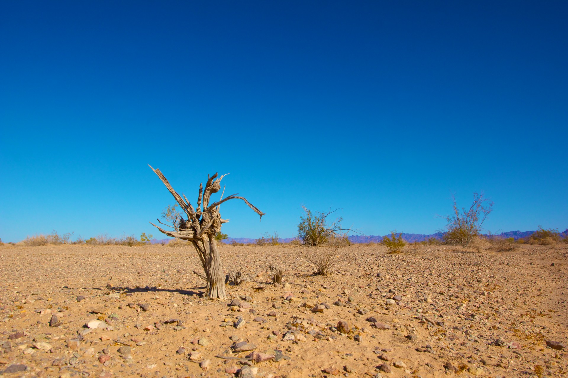 effects-of-climate-change tree in the desert